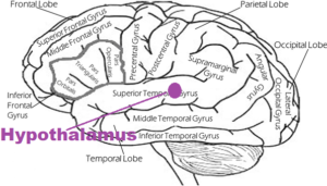 réflexologie et cerveau